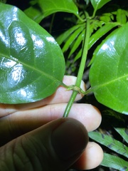 Gynochthodes umbellata