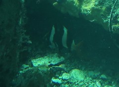 Cochleoceps bicolor