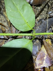 Gynochthodes umbellata