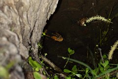 Nerodia fasciata