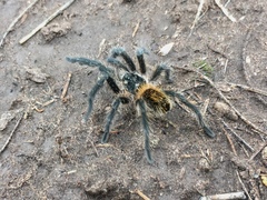 Plesiopelma longisternale