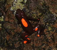 Oophaga histrionica