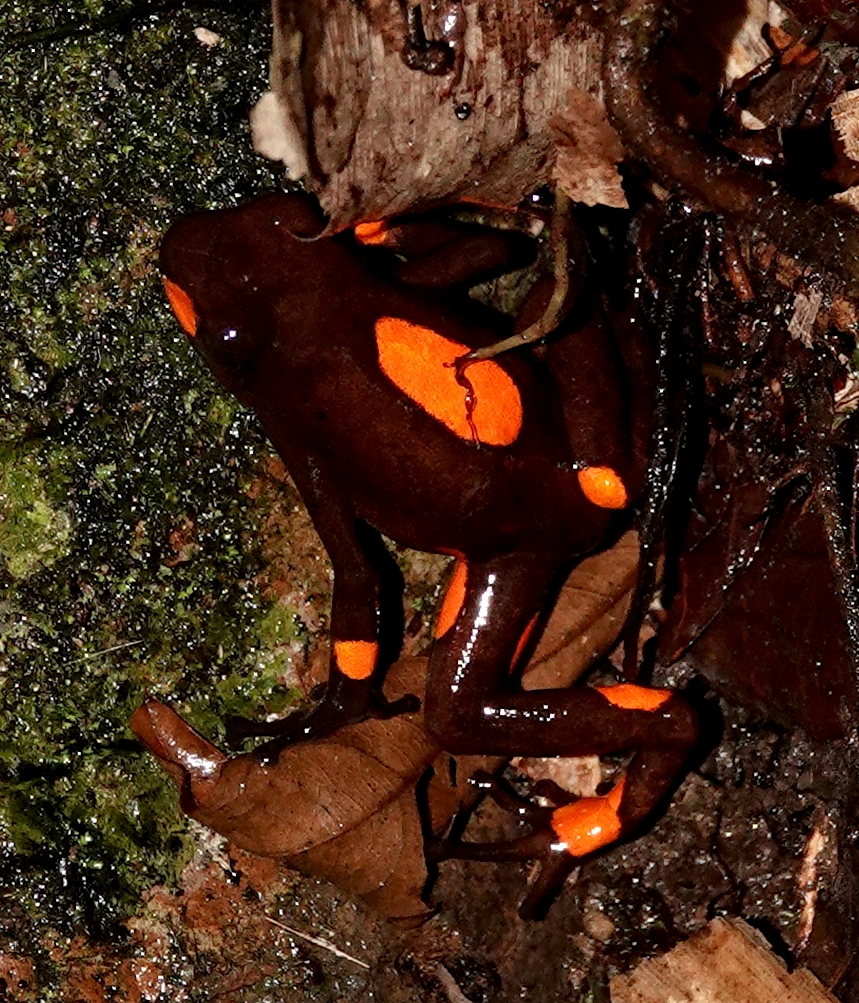 Harlequin Poison Frog (Oophaga histrionica) · iNaturalist