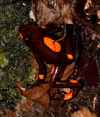 Oophaga histrionica