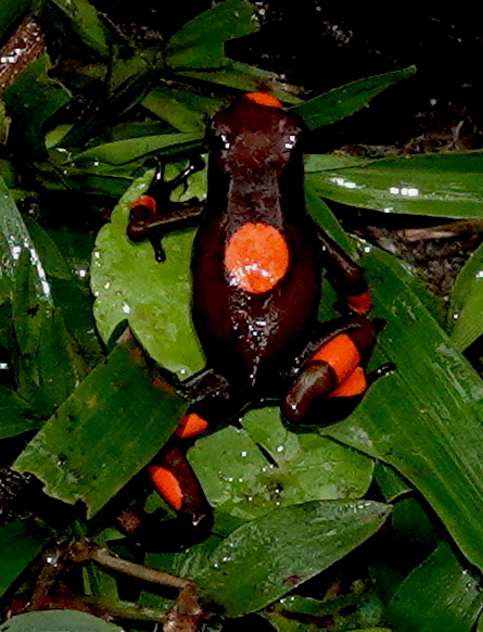 Dendrobate histrionique (Oophaga histrionica)