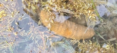 Holothuria mexicana
