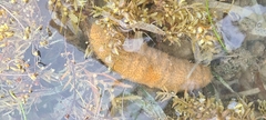 Holothuria mexicana