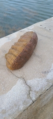 Holothuria mexicana