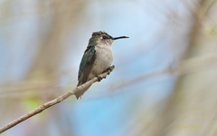 Mellisuga helenae