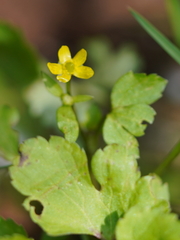 Ranunculus silerifolius