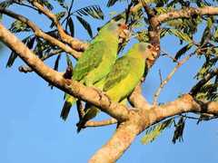 Amazona brasiliensis