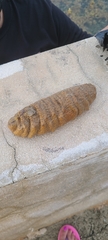 Holothuria mexicana