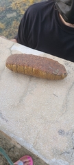 Holothuria mexicana