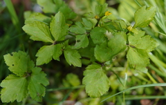 Ranunculus silerifolius