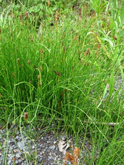 Equisetum bogotense
