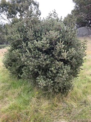 Melaleuca williamsii