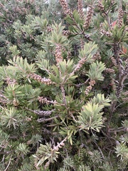 Melaleuca williamsii