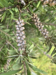 Melaleuca williamsii
