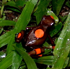 Oophaga histrionica