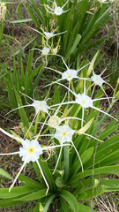 Hymenocallis liriosme