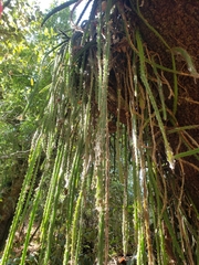 Disocactus speciosus