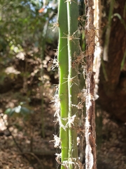 Disocactus speciosus