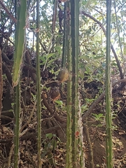 Disocactus speciosus