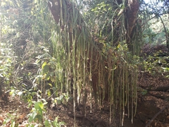 Disocactus speciosus