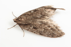 Semioscopis megamicrella