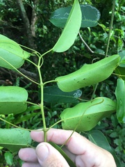 Cissus oblonga