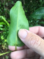 Cissus oblonga