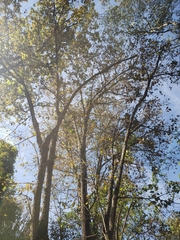 Tilia americana mexicana