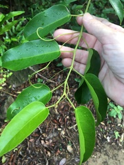 Cissus oblonga