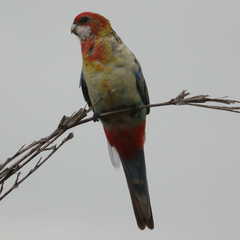 Platycercus eximius x adscitus