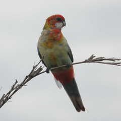 Platycercus eximius x adscitus