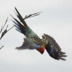 Platycercus eximius x adscitus