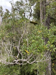 Elaeocarpus dentatus