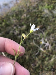 Cerastium arvense strictum