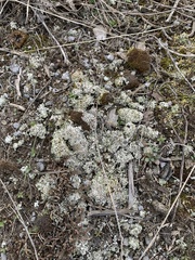 Cladonia pocillum