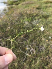 Cerastium arvense strictum