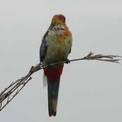 Platycercus eximius x adscitus