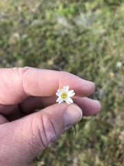 Cerastium arvense strictum