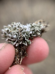 Cladonia pocillum