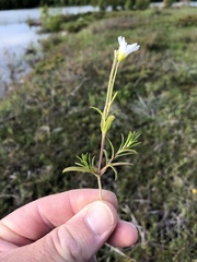 Cerastium arvense strictum