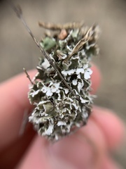 Cladonia pocillum