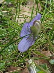 Viola riviniana
