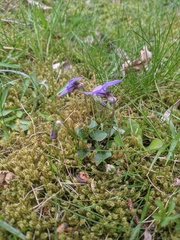 Viola riviniana