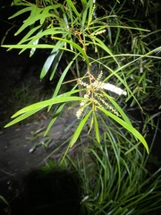 Acacia longissima