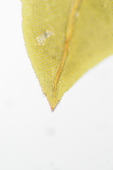 Fissidens osmundioides