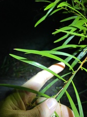 Acacia longissima